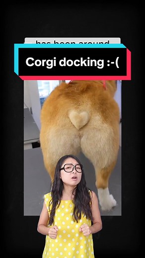 The Truth About Corgis and Tail Docking - Explained
