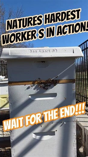 Bumblebee hive in action! #nature #honeybee #short #viral