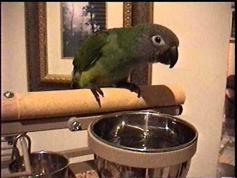 Dusky Conure