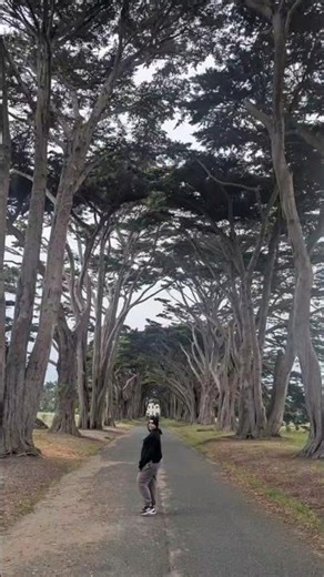 Finding peace under the canopy. #travelaesthetic #sceniclandscapes