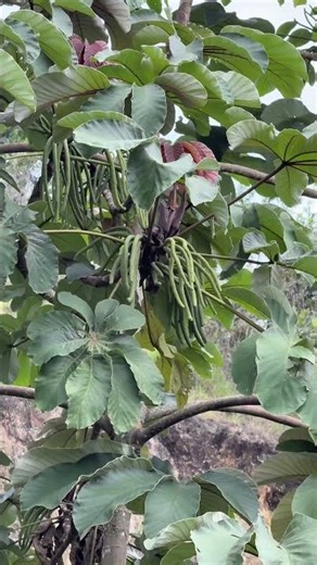 🍃 THE YARUMO: THE SILVER SHIELD FOR HIM AND FOR HER! 🍃