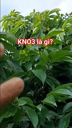 Understand and use KNO3 properly