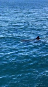 3.3M views · 16K reactions | Close encounter with Huge Basking Shark! #fbreelsvideo #viral #baskingshark #viralreels #RenzSpearfishing | Renz Spearfishing | Facebook