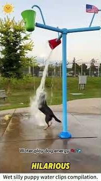 Wet silly puppy water clips compilation.🐕 #dog #funnydog #fyp #doglover #pitbull