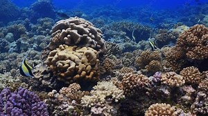 Moorish Idol over the Reef in the atoll of Fakarava in the French Polynesia in the middle of the South Pacific