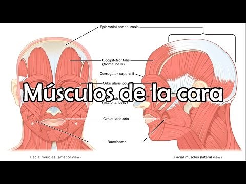 Los músculos de la cara, músculos faciales - Anatomía de la cabeza