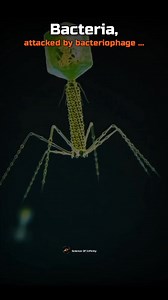 Which one is the Scariest? 💀☠️ Bacteriophage vs Antibody vs Sperm #science #biology #space #astronomy #facts #trending #viralreels #nasa #universe #scienceofinfinity | Science Of Infinity