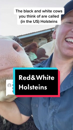 Understanding the Genetics of Red and White Holstein Cows