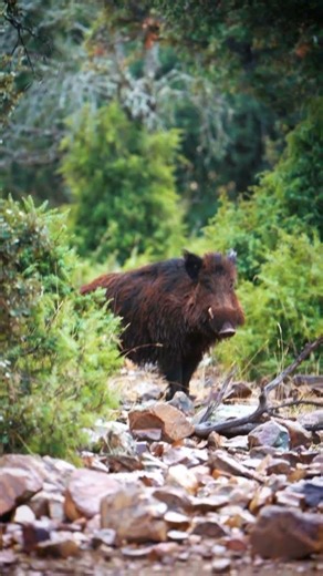 A Clean Hit: Boar Down in One Perfect Shot! #backcountryhunting #hunting #wildboar #bowhunt #shorts
