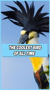 1.5M views · 10K reactions | THIS IS MY NEW FAVORITE BIRD #bird #birds #wildlife #comedy #humor #funny | Dustin Poynter | Facebook