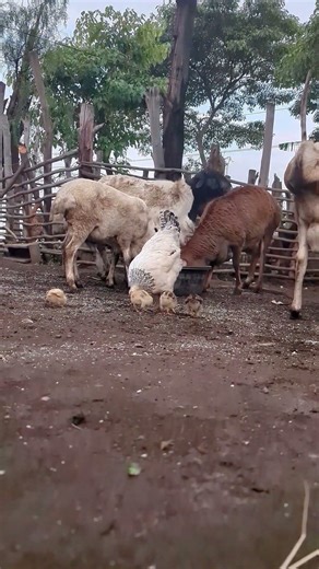 Peaceful African Farm Life 🐥🐑 | Baby Chicks & Sheep