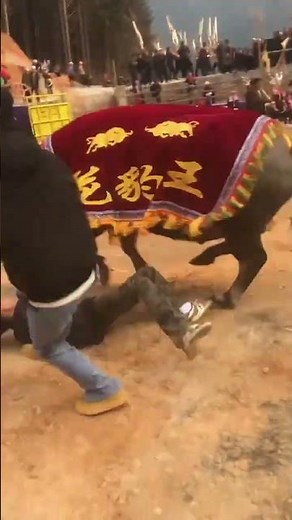 Bullfighting: A Timeless Passion of Minority Cultures