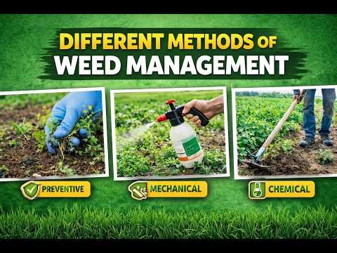 Different methods of weed control