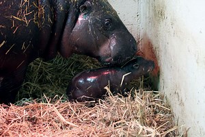 Toronto Zoo celebrates birth of rare pygmy hippo