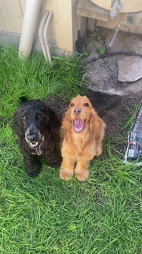 Adorable English Cocker Spaniel Herbie and His Landscaping Adventures