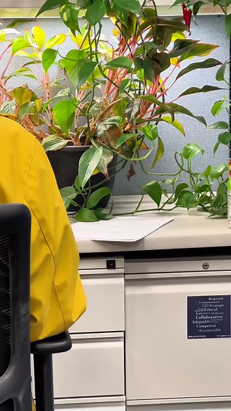 Explore Unique Royal Crown Derby Paperweights Collection