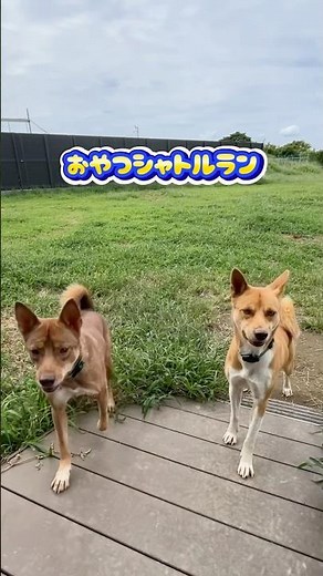 おやつシャトルラン #さかがみ家 #保護犬 #保護猫 #dog #cat #坂上忍