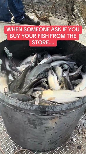 CATCHING CHANNEL CATS IN NETS #catfish #fishing #howto #shorts #fish