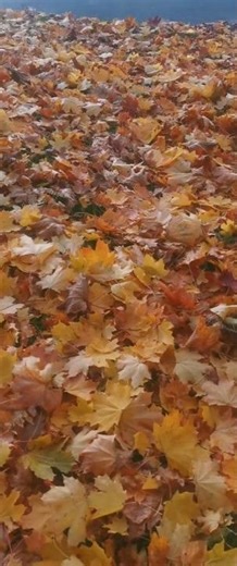 Rustle of autumn leaves🍂Шуршание осенней листвы🍂 #autumnsounds #leaves #fall #листопад #звуки #шортс