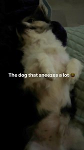 31 reactions · 6 comments | The dog that sneezes a lot | El-Toby Thompson | Facebook