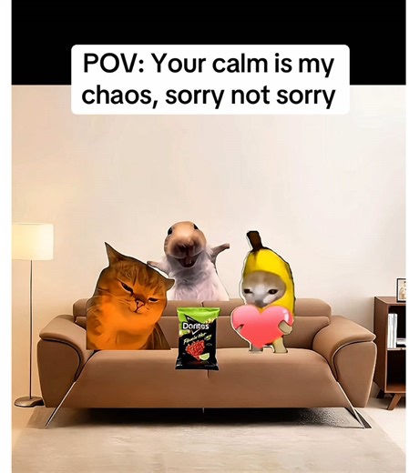 Eating doritos 🤣 #fy #cat #catlover #fyy
