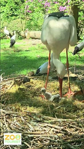 Einblicke ins Storchennest: Fütterung der Küken / A Glimpse into the Stork's Nest: Feeding the Chick