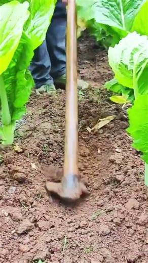fertilizer application technique using simple tools #farming #agriculture #shorts