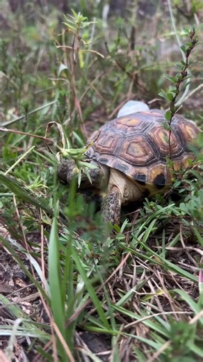 When your chomp chomp is bigger than your stomp stomp. Natchitoches National Fish Hatchery in Louisiana recently released their first batch of gopher tortoises! For almost two years, these tiny reptiles got a head start at the fish hatchery. It's during those first years of life, that a gopher tortoise is at its most vulnerable. By providing the tortoises with food, safety and shelter, we give the little chompers a better chance of survival and a greater chance to make it to adulthood. This vide