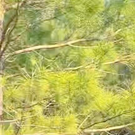 All in Animals on Instagram: "By hiddenspringsranch (Ig) #animals #bull"