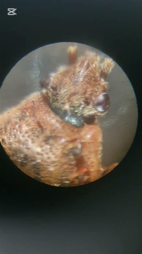 Bug under a microscope #microscope #science #bug #biology