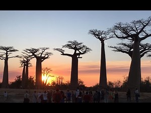 16) MORONDAVA L'ALLEE DES BAOBABS MADAGASCAR LE 17 OCTOBRE 2019 EPISODE 16