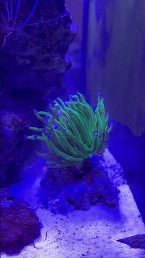 Flowing Goniopora, Alveopora and Torch Corals #aquarium #reeflife #nanoreef