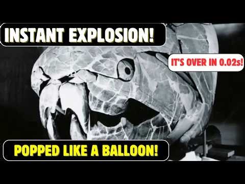 If a Dunkleosteus Bit You, Your Head Would Explode Like a Watermelon!