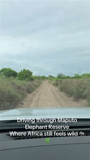 Exploring the Wilds of Maputo Elephant Reserve