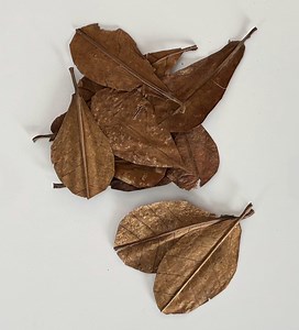 12 Natural Catappa Leaves (indian Almond) 7–10 cm for Aquariums – Shrimp & Fish Well‑being - Etsy