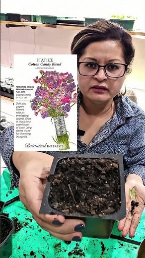 How to Pot Up Statice Seedlings for Strong Growth