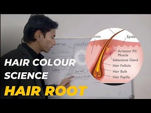 Hair Colour Science | The Structure Of Hair | Hair Root | Hair Colour Theory