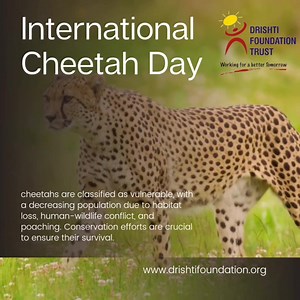 On International Cheetah Day, let's celebrate the grace and speed of...
