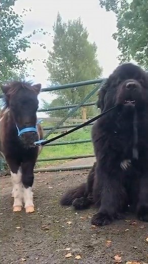 Top 5 Fluffy Dog Breeds Soft, Cuddly #viralvideo #facts #funnyanimals #pets #dogbreed #cutedog