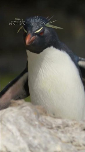 A wonderful story of endurance to find love 🐧 #SecretsofthePenguins #StepIntoWonder