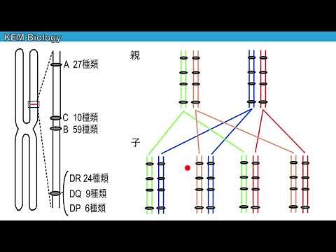 高校生物「HLA遺伝子の遺伝」