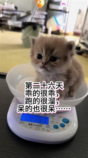 第二十六天小奶猫每天的乐趣就是记录可爱的瞬间。呆萌时，调皮时，傻傻时……#宠物vlog #蓝金渐层 #小奶猫的成长日记 #小奶猫的点点滴滴 #养猫的乐趣。