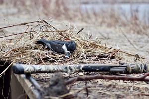 It’s Time to Stop Hunting Ducks So Damn Much