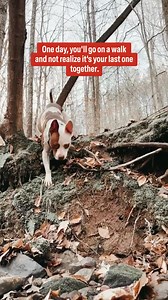 There's only one resolution that could change your dog's whole life. Add even some raw to your pup's diet and see health improvements in as little as 1 week. 🥩 Improve gut health 💩 Firm-up poops 🤧 Reduce allergies 🏋️ Hit healthy weight ✨ Get shinier coat | We Feed Raw