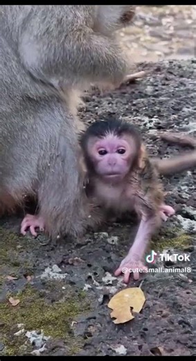 baby Monkey world//#monkeyfamily #cute