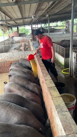 Incredible Pig Farming Daily Routine #enjoyrurallife #naturerurallife #rurallife #mycountrylife