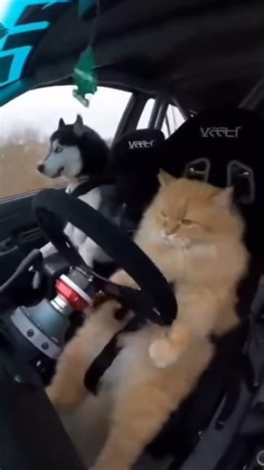 catty in mod #husky #comdeyclub #funnypictures #channel #cat #funnyvideos #siberianhusky #cute