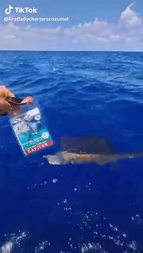 🎣 TikTok Caption: SAILFISH ON! 💥 Cozumel Fishing Tournament — First Lady Charters repping with an epic catch & release! 🐟🌊 Book your adventure 👉 [www.firstladycozumel.com] #FirstLadyCozumel #CozumelFishing #Sailfish #CatchAndRelease #FishingTournament #CozumelTours #CozumelExcursions #CozumelVacation #CozumelCruise #DeepSeaFishing #SportFishing #YachtLifeMexico #IslandVibes #FishingTikTok #BigCatch