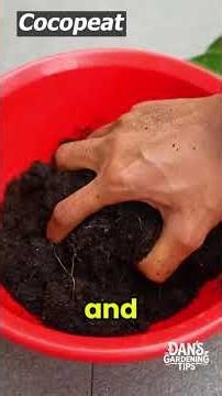 Easy Air-Layering Hack: How to Clone Any Fruit Tree at Home!