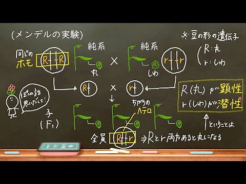 Home Biology 37. Genetics Start Here! Mendel's Experiments (High School Biology)